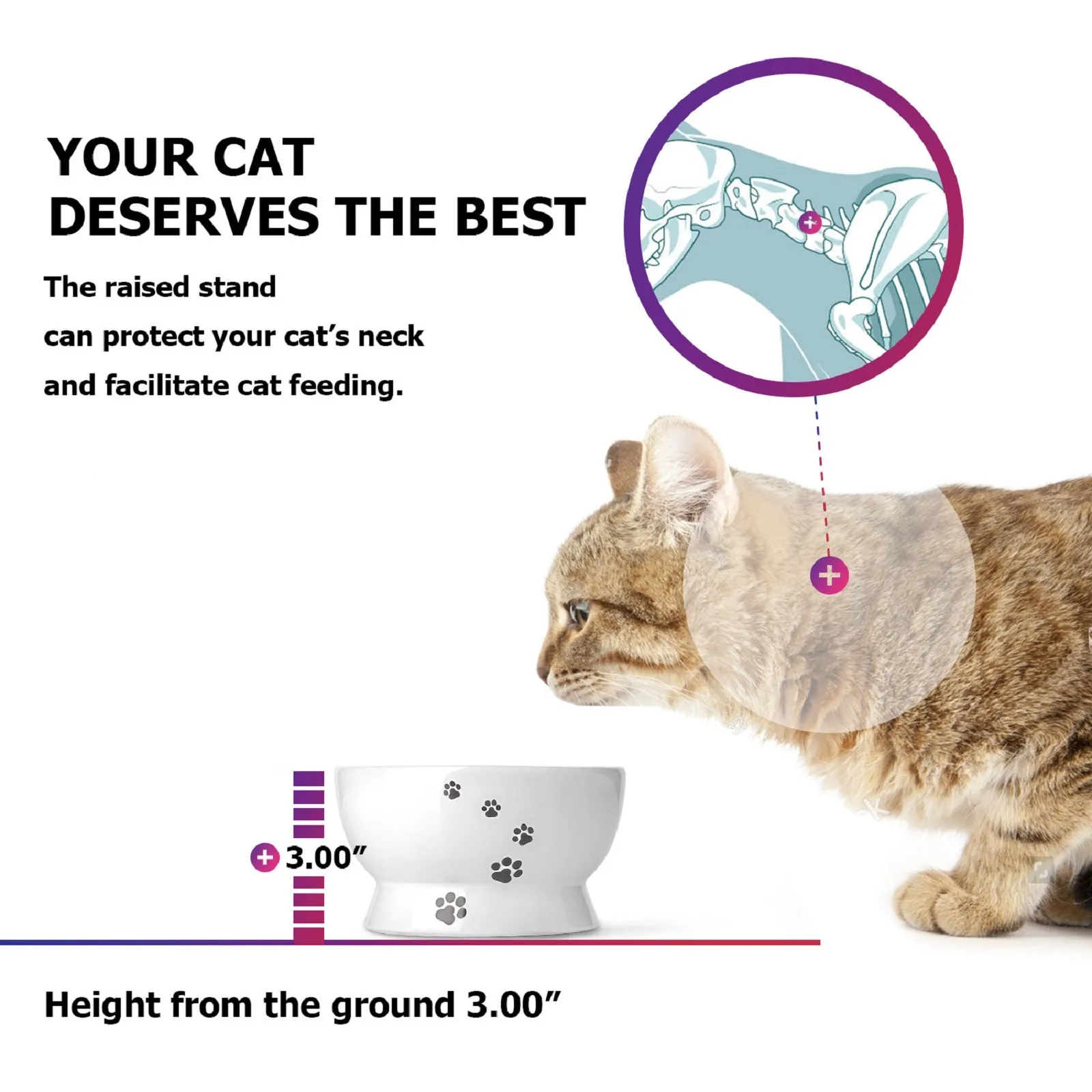 Cat Water Bowls