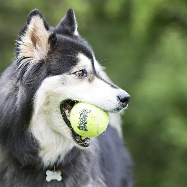 KONG Air Squeaker Tennis Balls for Dogs