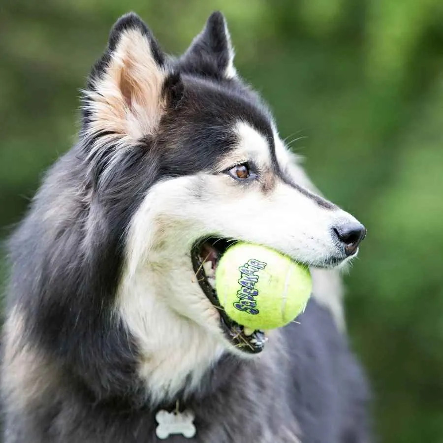 KONG Airdog Squeaker Balls