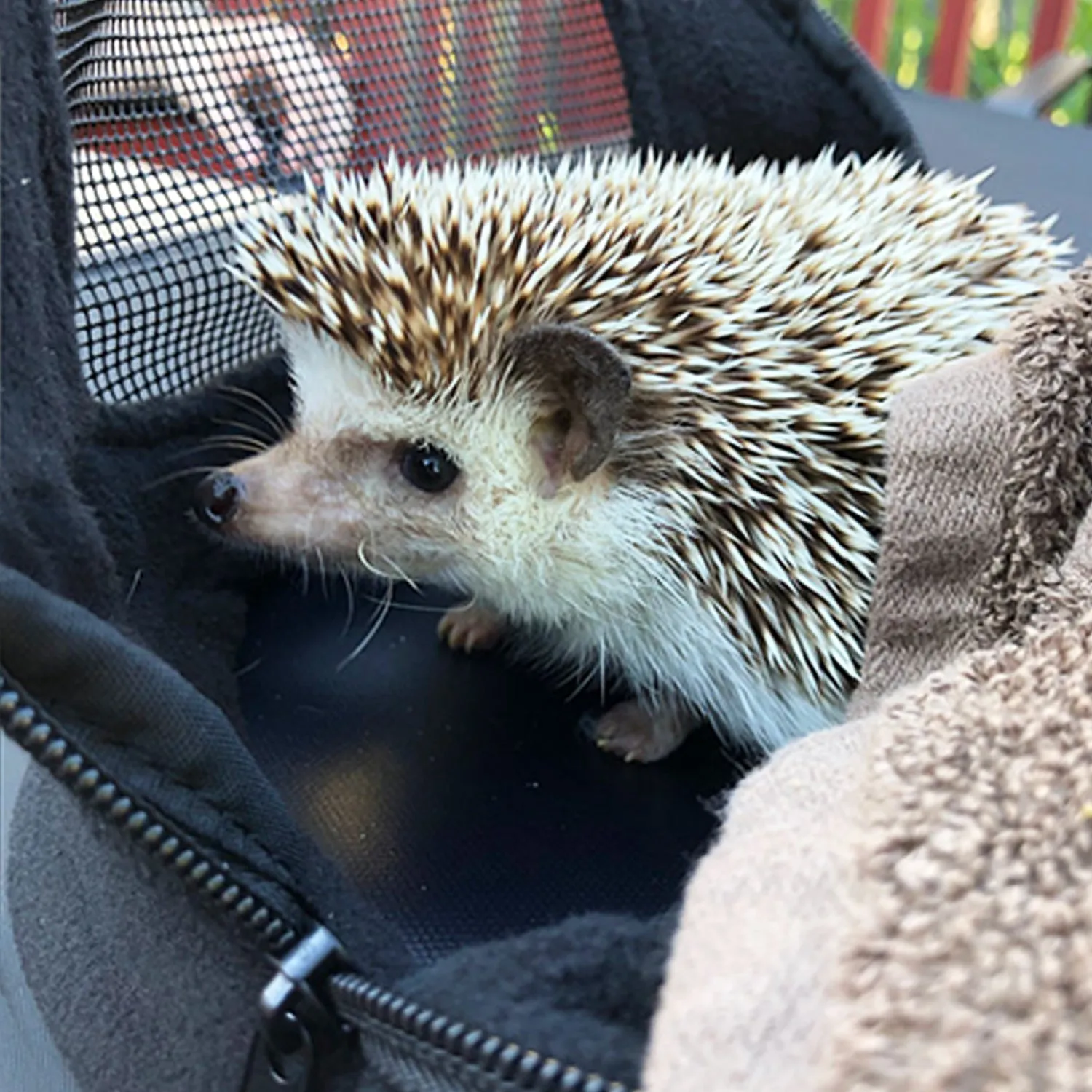 Kucci Carry Pouch