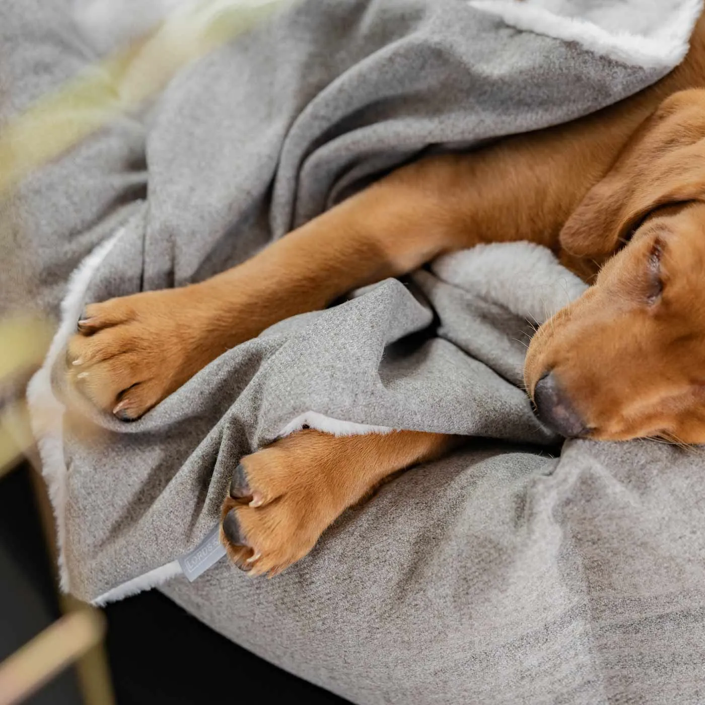 Puppy Scent Blanket in Inchmurrin Ground by Lords & Labradors