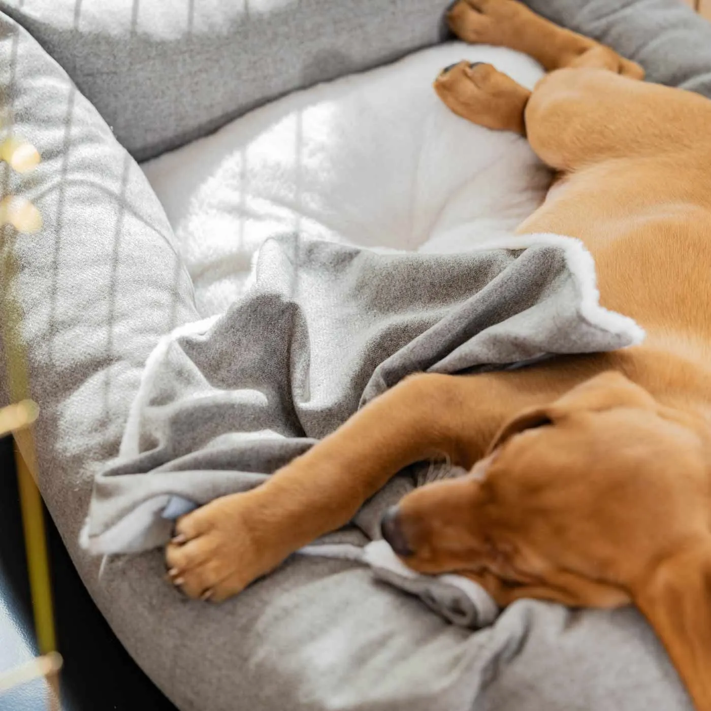 Puppy Scent Blanket in Inchmurrin Ground by Lords & Labradors